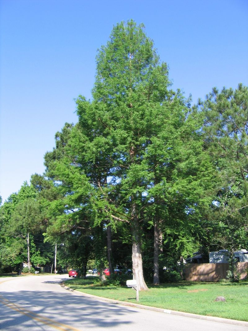 Bald Cypress Stands Strong In Wet Storm-Prone Sites