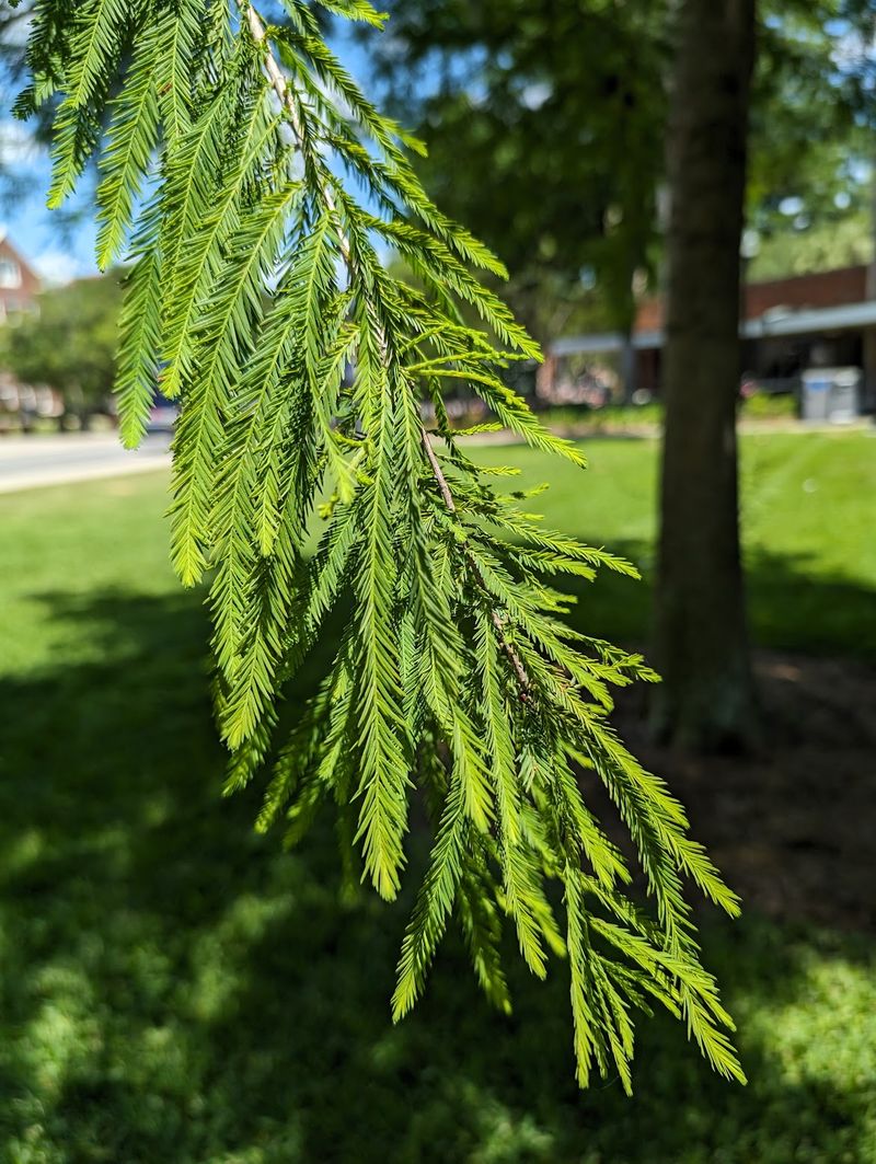 Bald Cypress Suits Larger Wet Yards