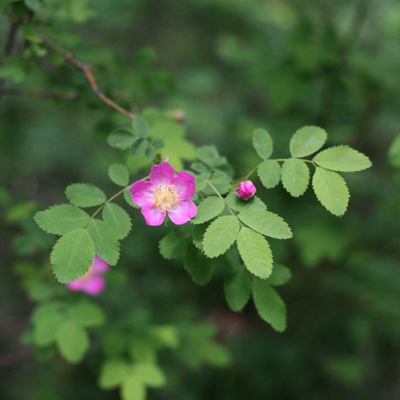Baldhip Rose Adds Hips For Winter Interest