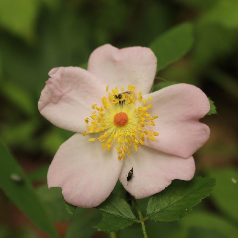 Baldhip Rose Fills Fence Lines Without Laurel's Invasive Risk