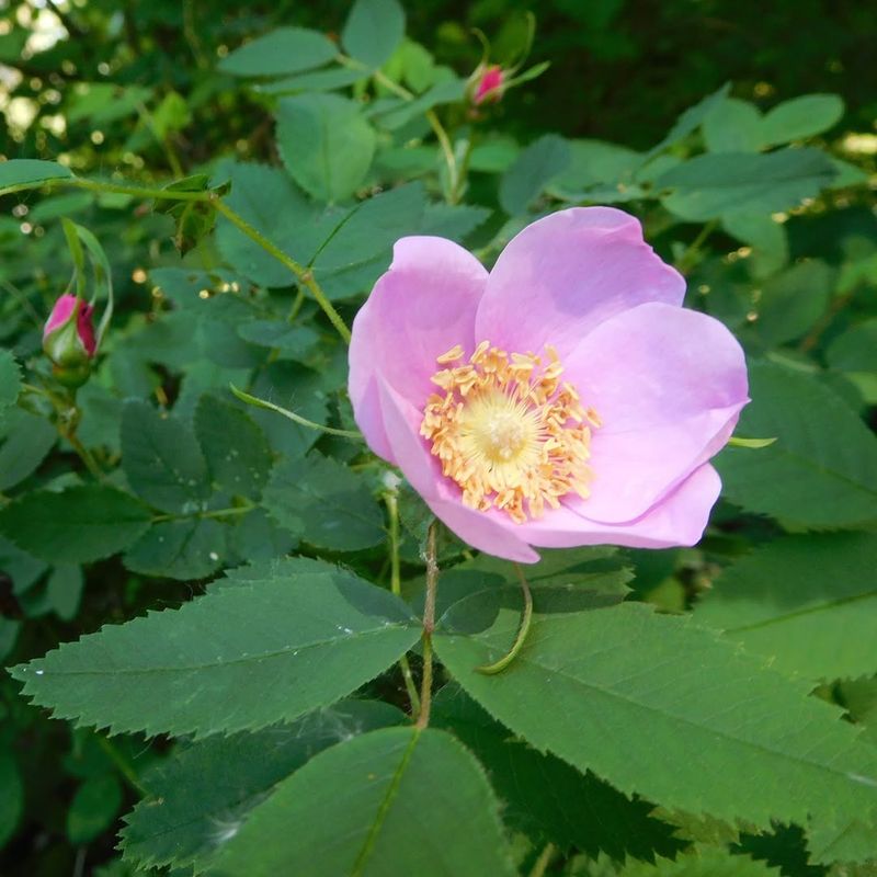 Baldhip Rose Makes A Natural Flowering Boundary Baldhip Rose Makes A Natural Flowering Boundary
