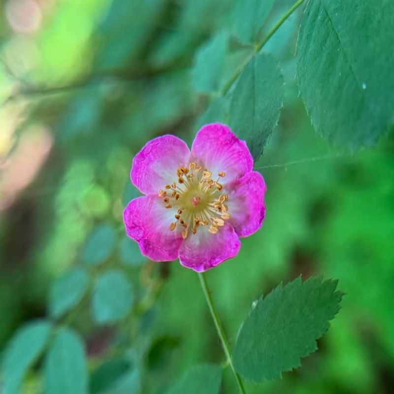 Baldhip Rose