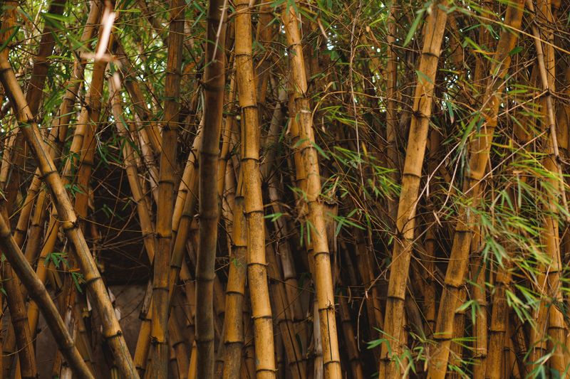 Bamboo Bamboo