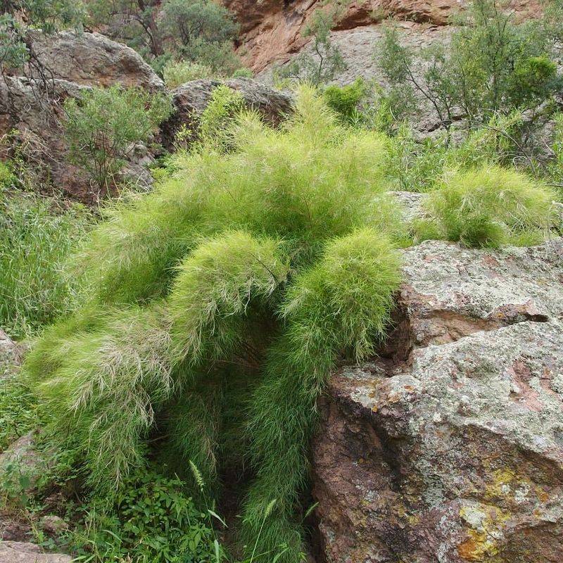 Bamboo Muhly Can Become Overcrowded Without Thinning Bamboo Muhly Can Become Overcrowded Without Thinning