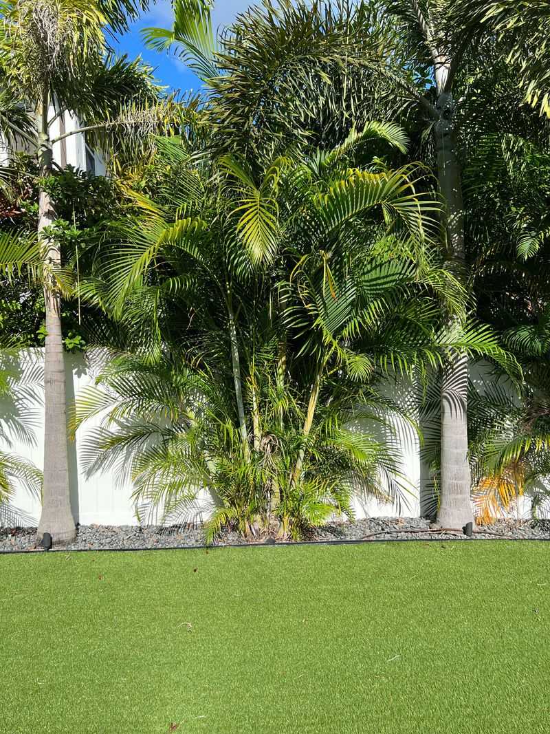 Bamboo Palm Works Best In Protected Patio Spots