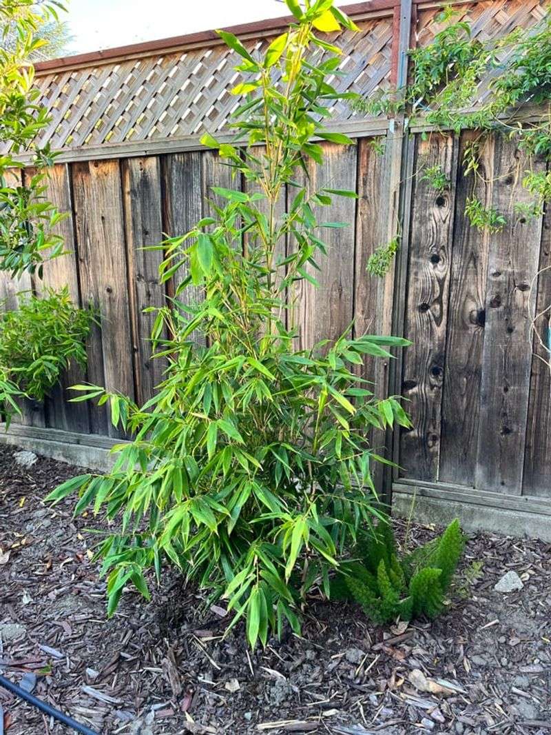 Bamboo Runs Under Fences