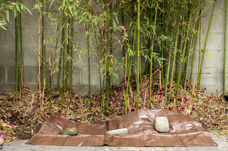 Bamboo Takes Over Faster Than Most Homeowners Realize Bamboo Takes Over Faster Than Most Homeowners Realize