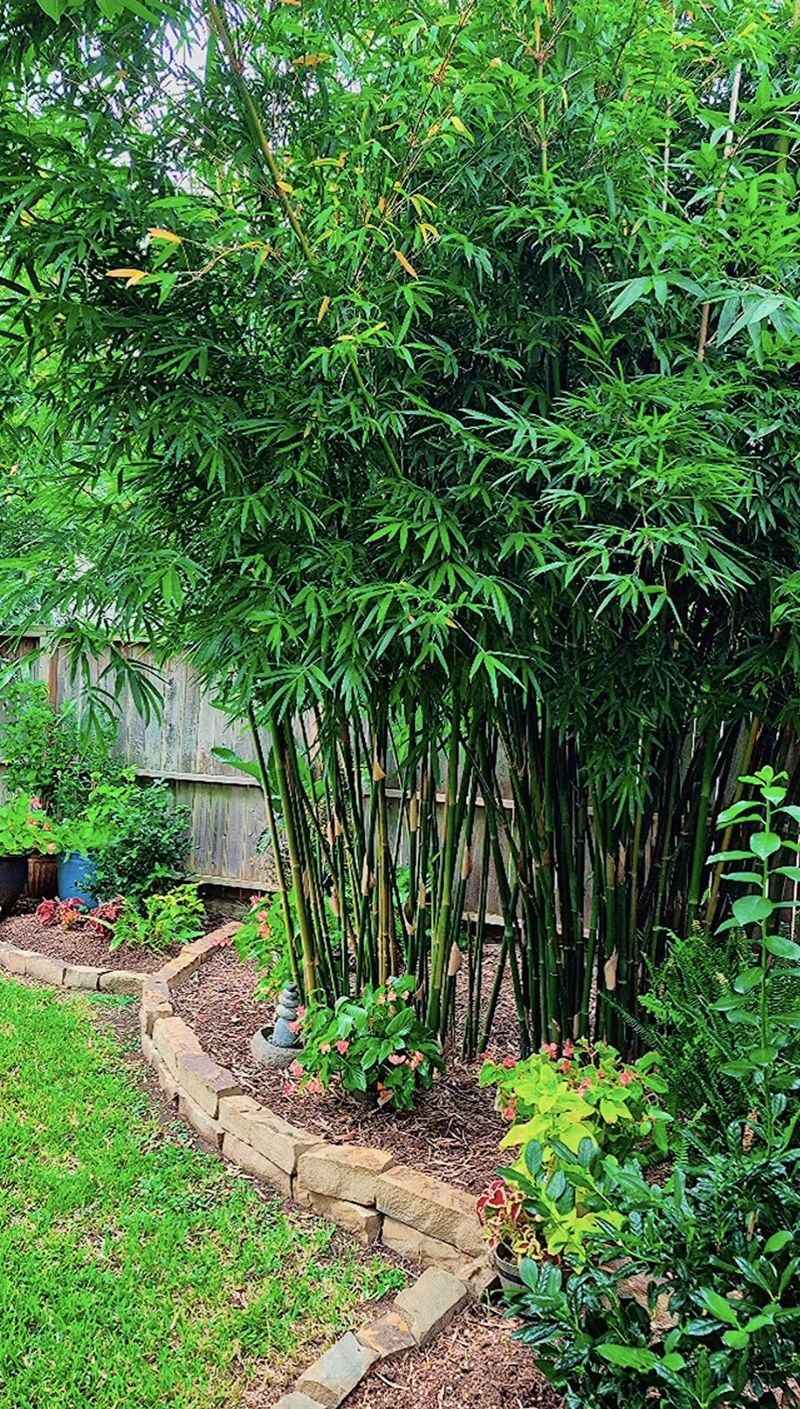 Bamboo Bamboo