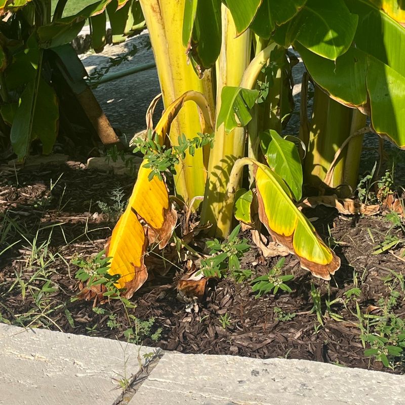 Banana Leaves Shred And Scorch Before The Plant Fails