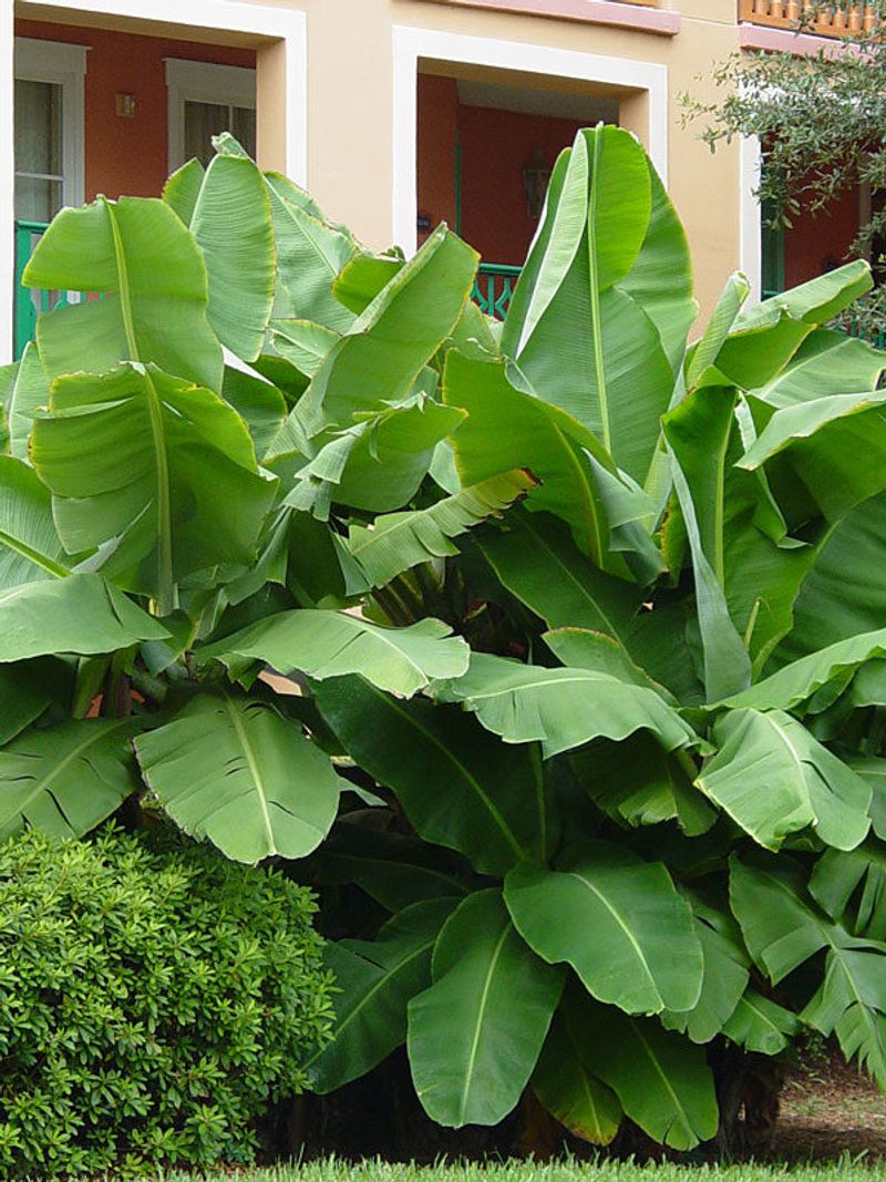 Banana Plant Banana Plant