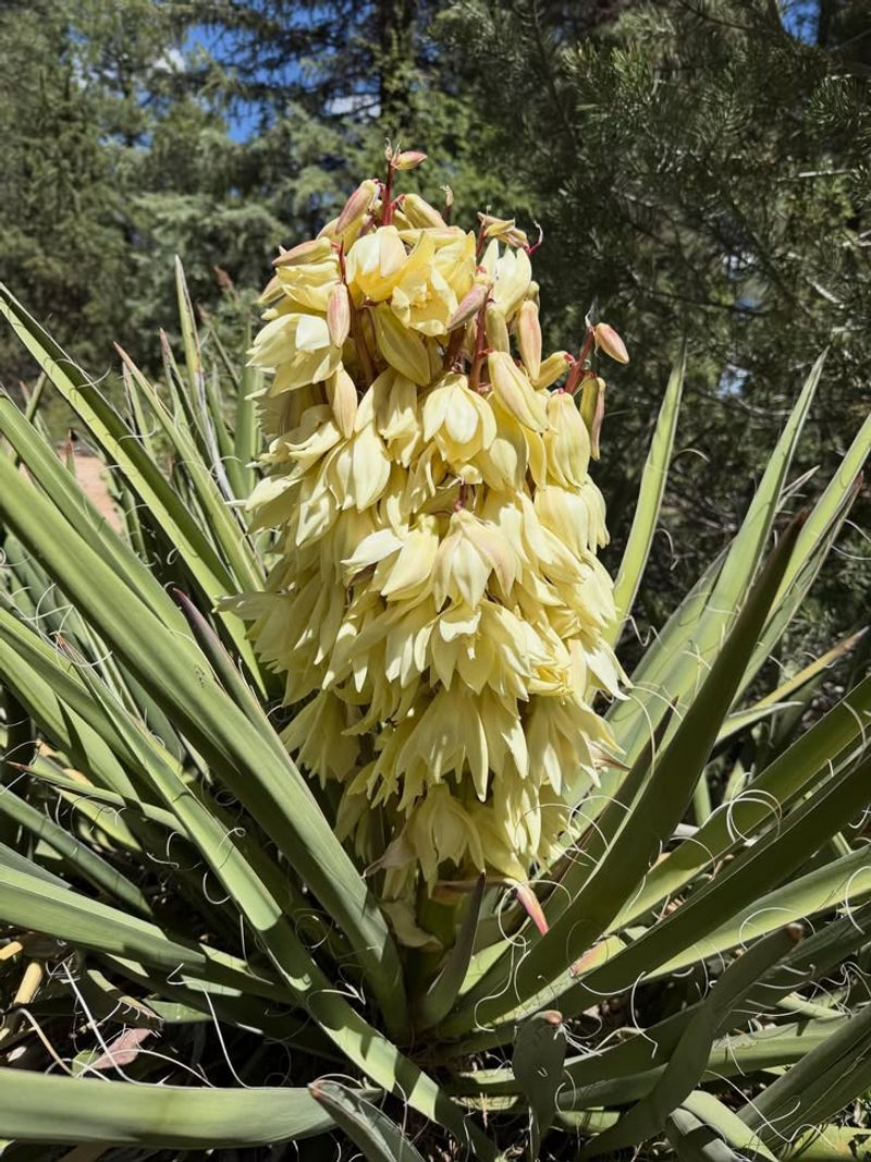 Banana Yucca Brings Structure And Texture Banana Yucca Brings Structure And Texture