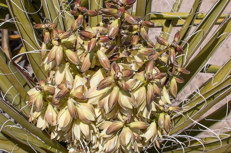 Banana Yucca Holds Its Color In Heat