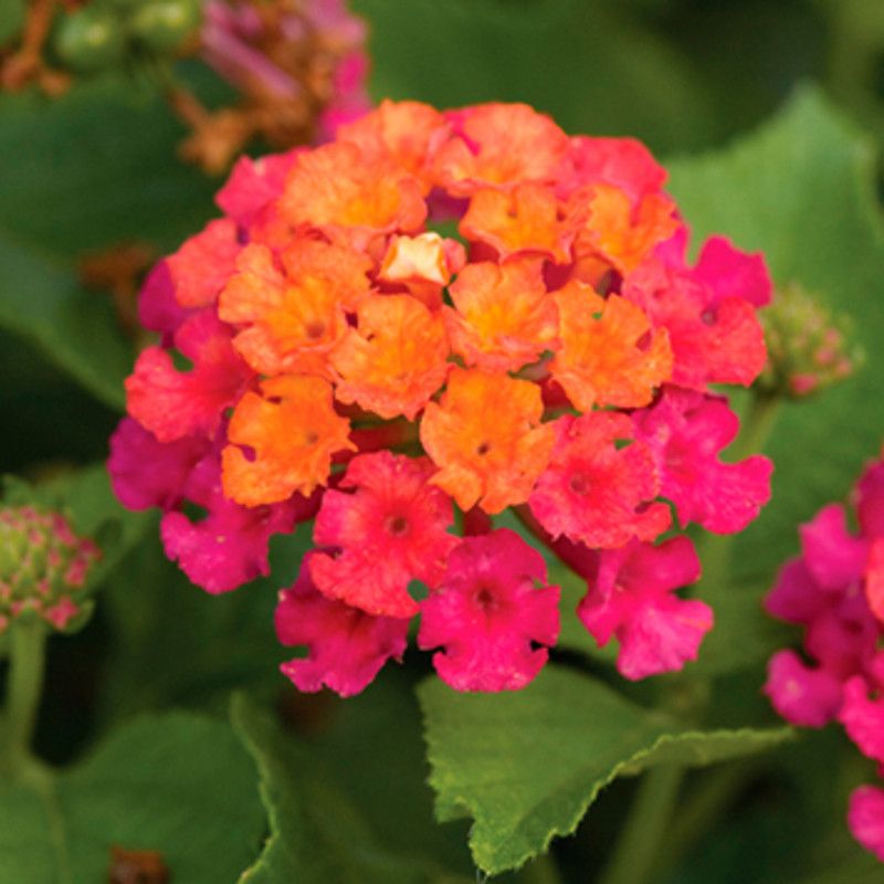 Bandana Cherry Sunrise Turns Containers Into A Sunset Mix
