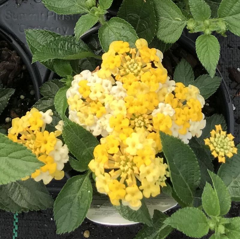 Bandana Lemon Zest Fits Smaller Pots With Big Color