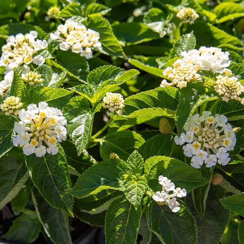 Bandana White Lantana (Lantana Camara 'Ban Whit')