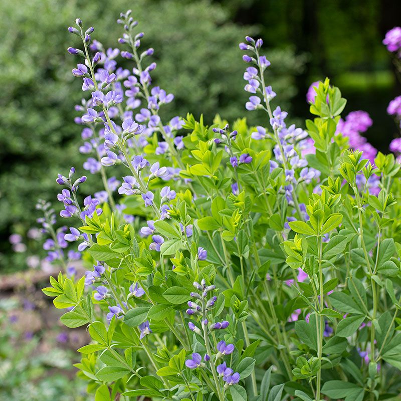 Baptisia Resents Being Moved Once Roots Settle In
