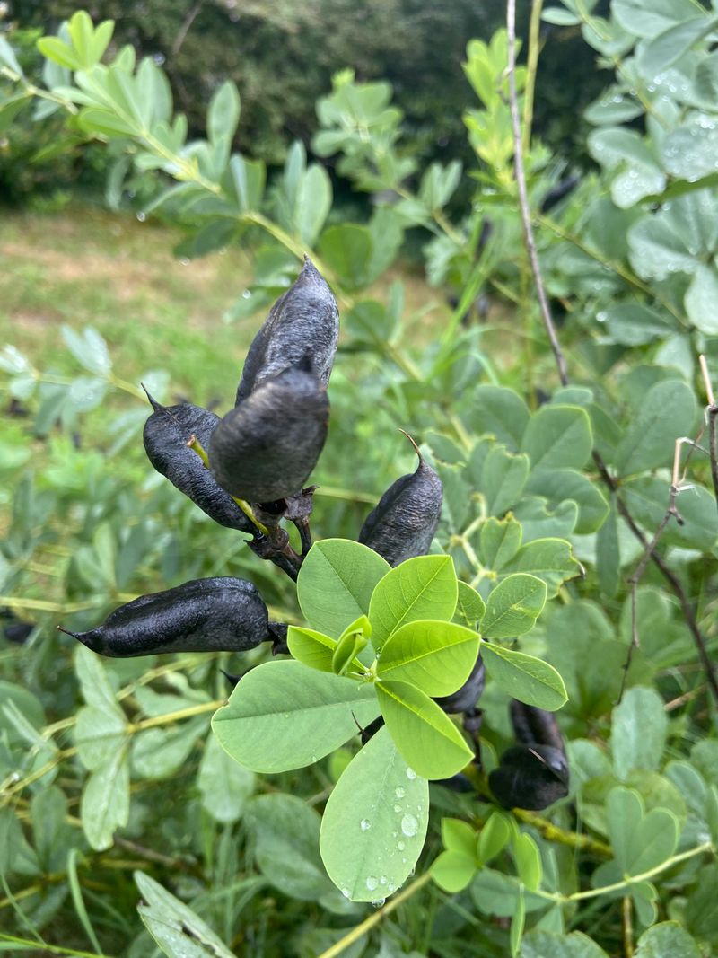 Baptisia Rewards Patience With Pods Baptisia Rewards Patience With Pods