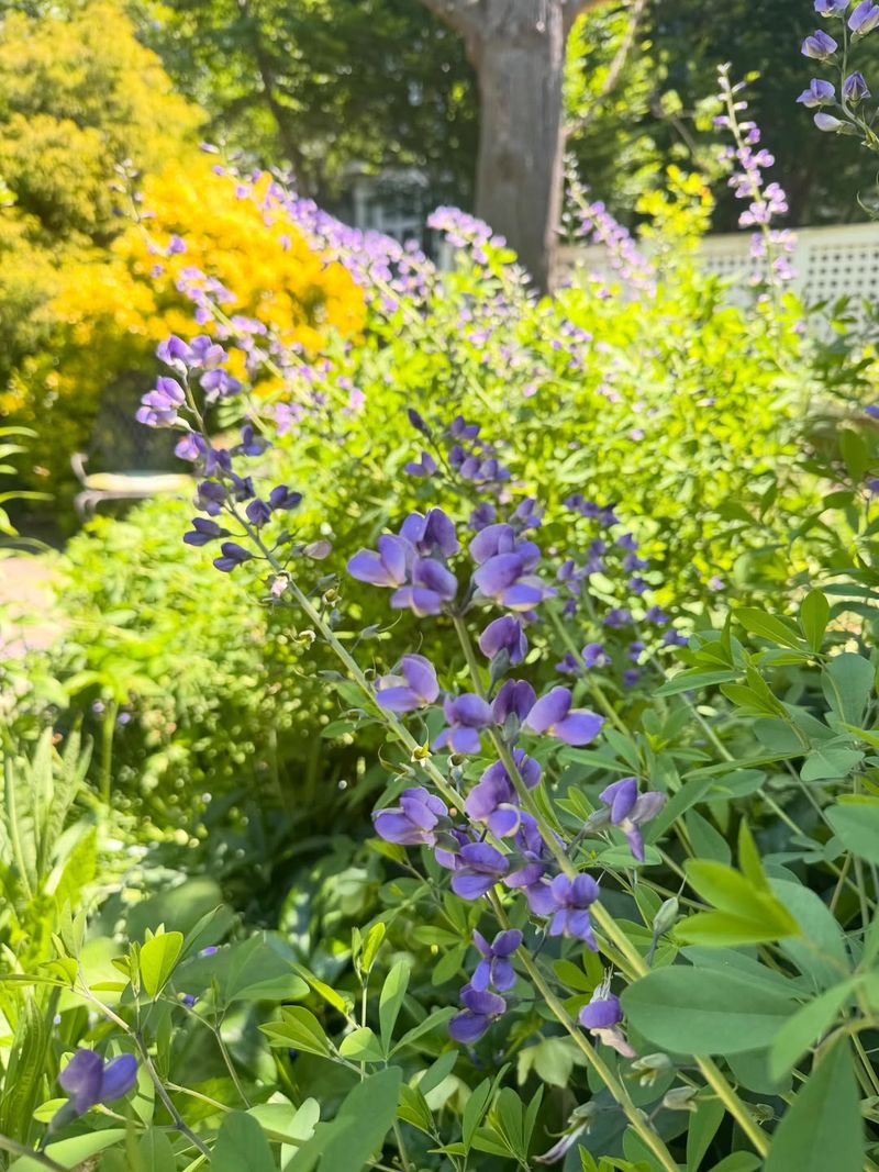 Baptisia Should Usually Be Left Alone