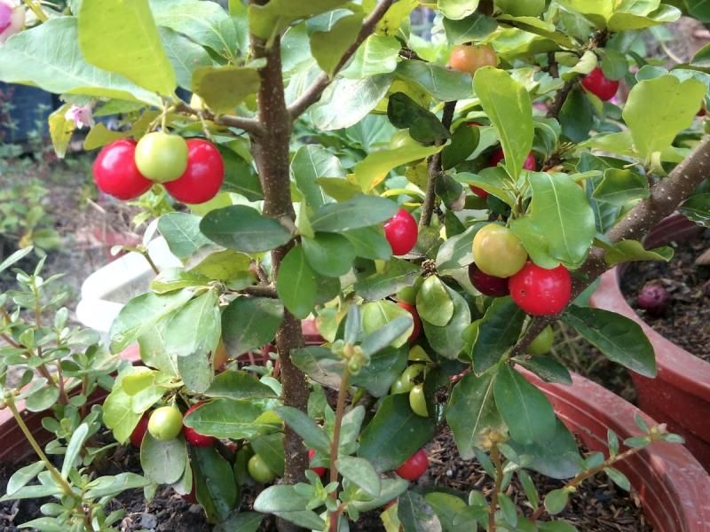 Barbados Cherry Handles Hot Summers With Ease Barbados Cherry Handles Hot Summers With Ease