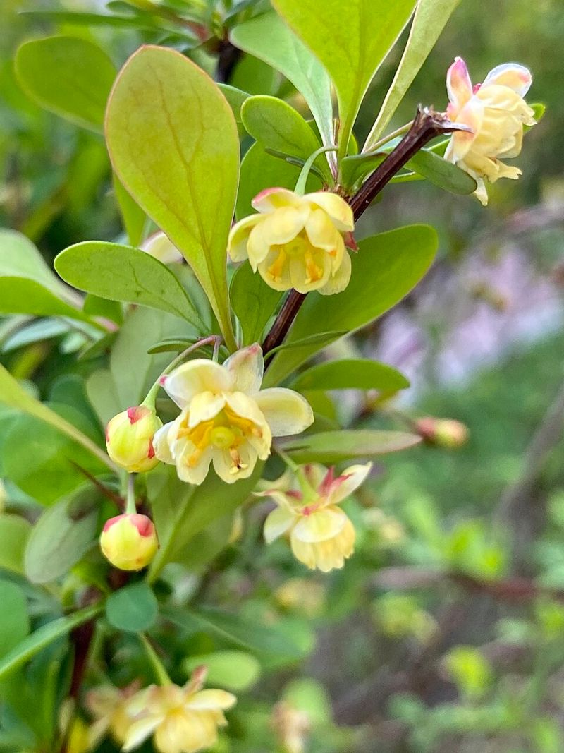 Barberry Thickets Create The Wrong Kind Of Backyard Cover