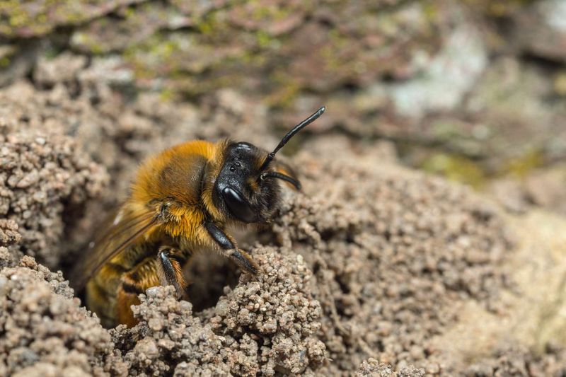 Bare Dirt Can Be Better Than A Bee House Bare Dirt Can Be Better Than A Bee House