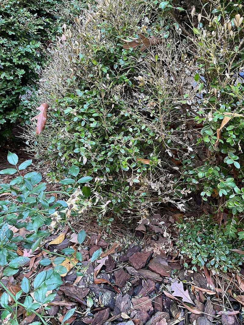 Bare Lower Branches Can Reveal Blight Moving Through The Shrub