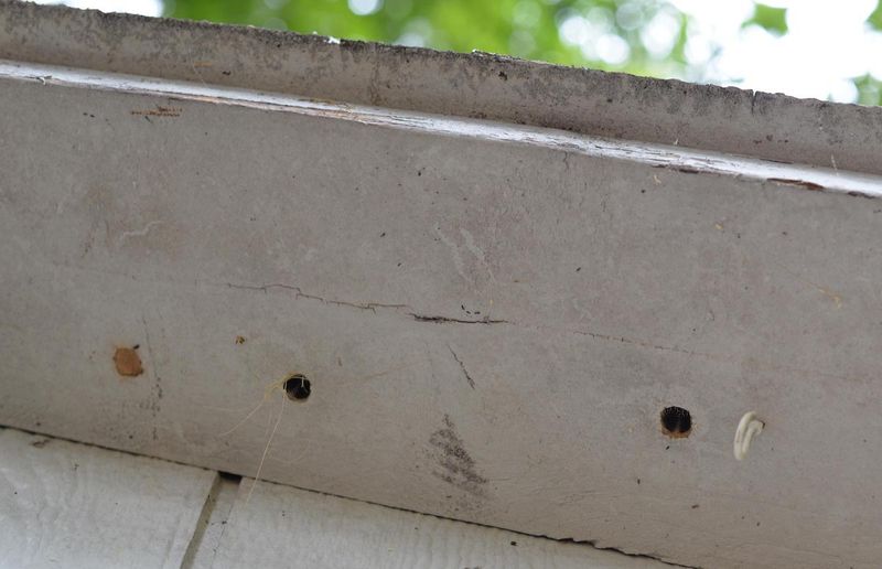 Bare Or Weathered Wood Draws More Activity