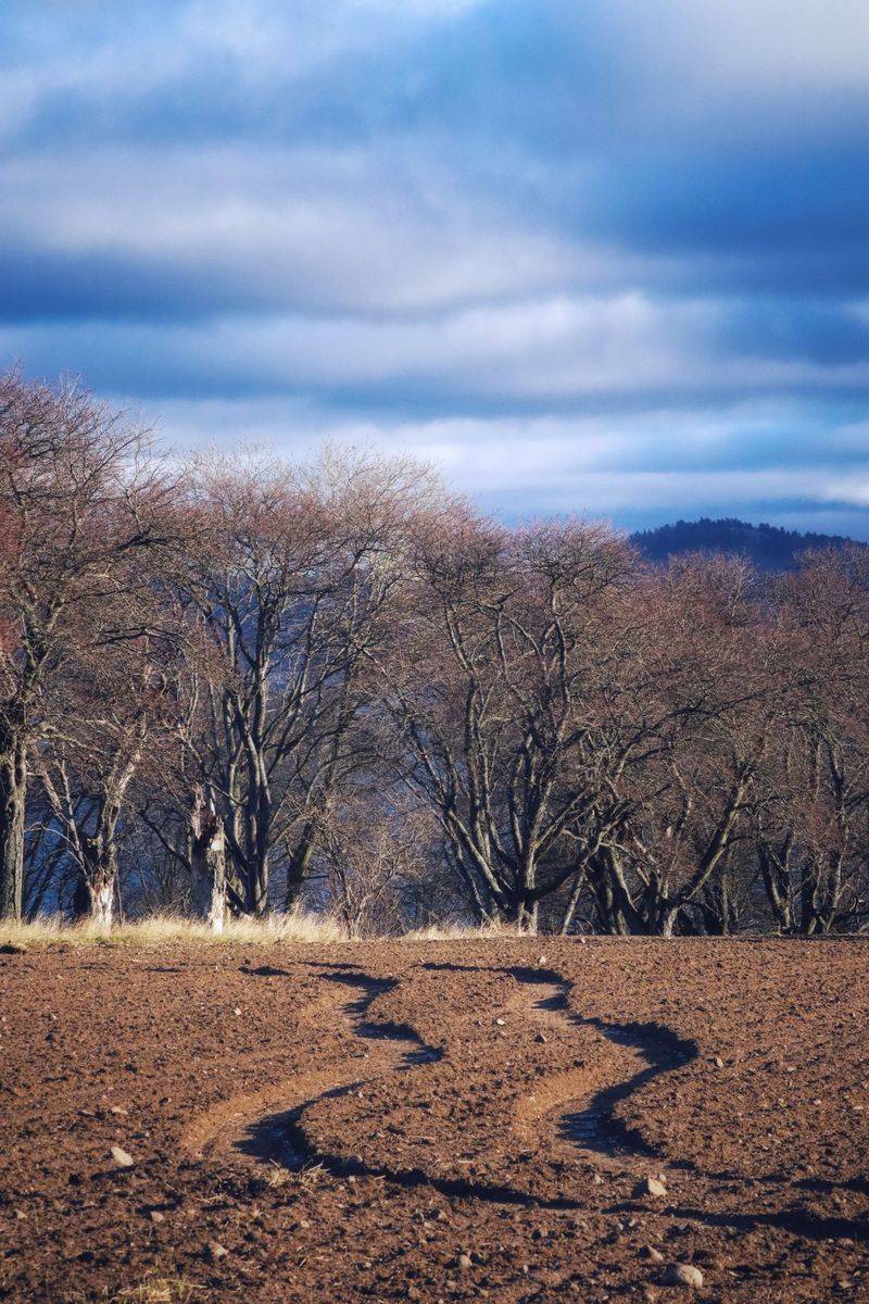 Bare Soil Loses Nutrients, Erodes, And Invites Weeds But Cover Crops Solve All Three