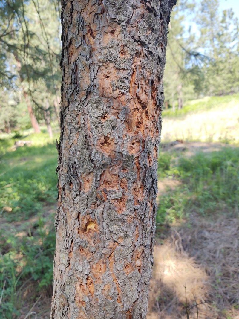 Bark Beetles Can Be Serious For Pines And Conifers Bark Beetles Can Be Serious For Pines And Conifers