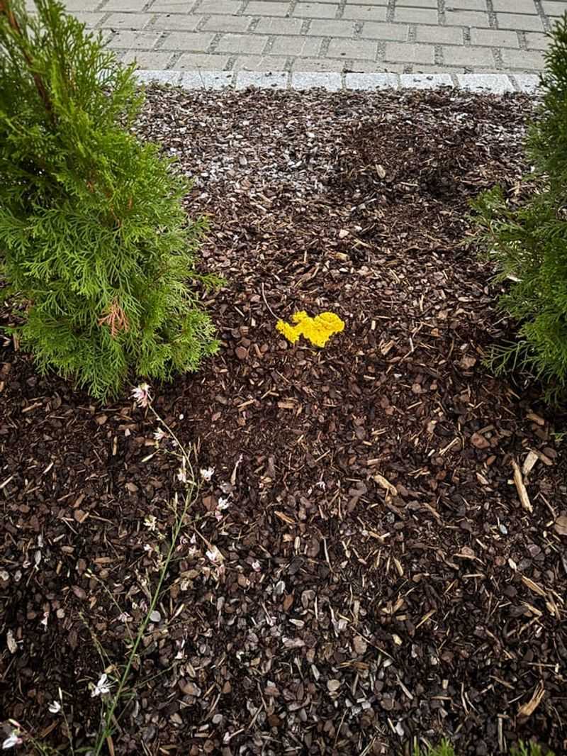 Bark Dust Washes Away Over Time