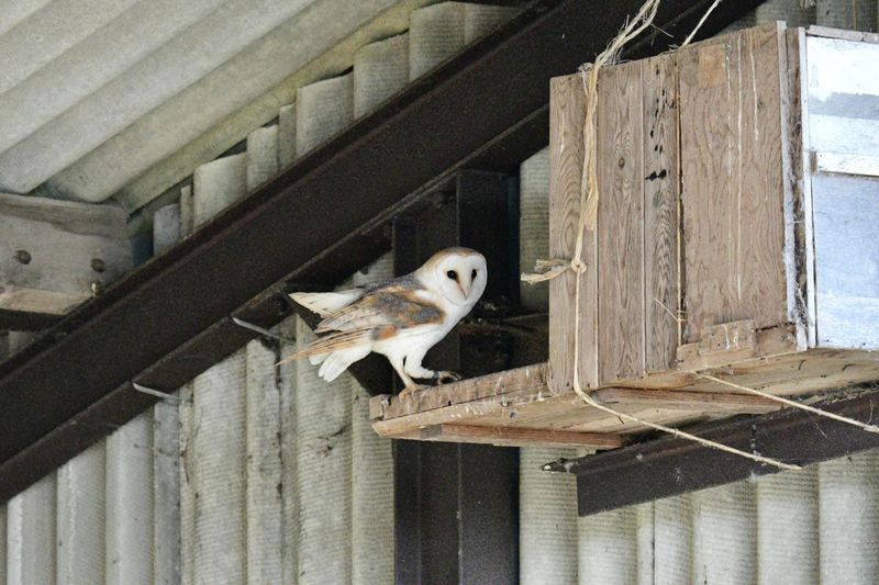 Barn Owls Benefit In Open Country Settings