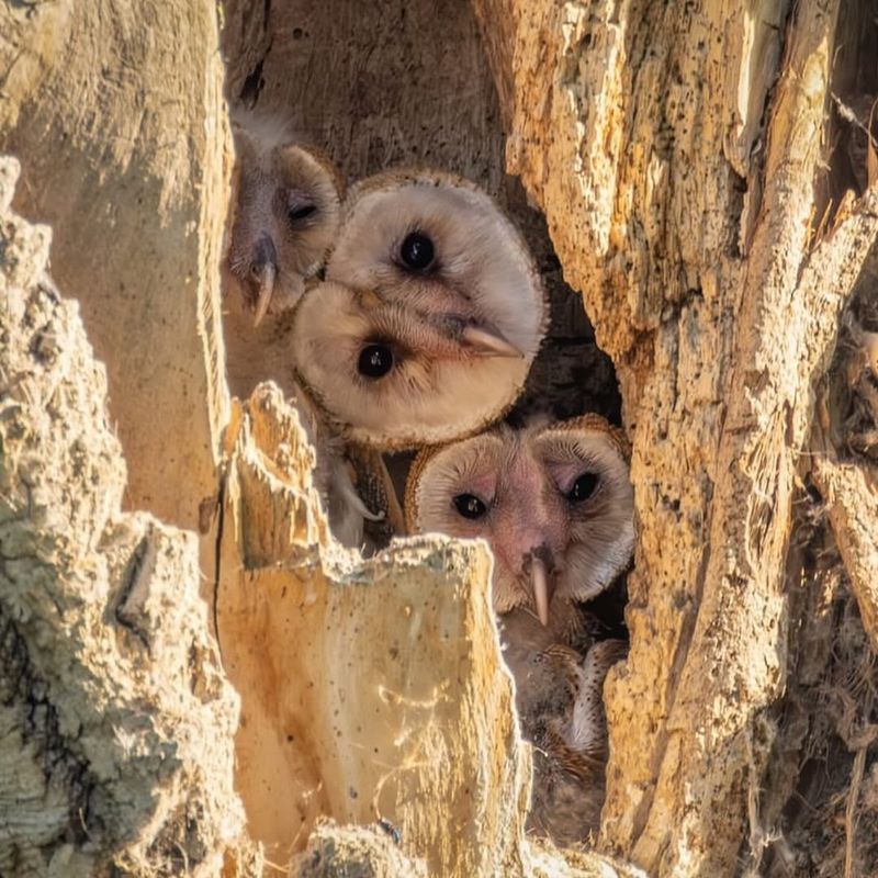 Barn Owls Can Help Reduce Rodent Numbers