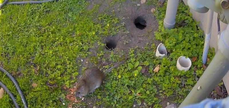 Barn Owls Work Best As Part Of A Bigger Rodent Plan