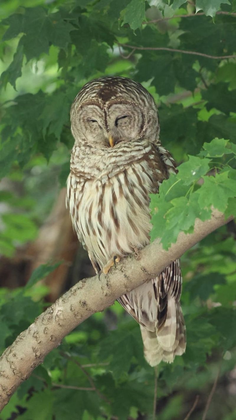 Barred Owls Need Larger Wooded Habitat