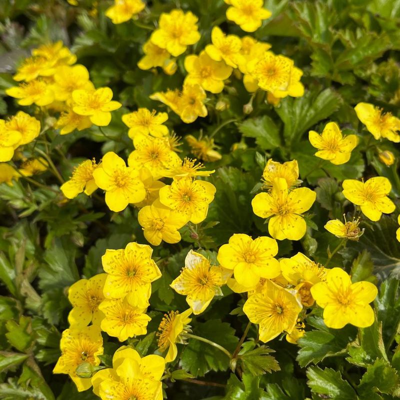 Barren Strawberry Adds Color Through The Seasons
