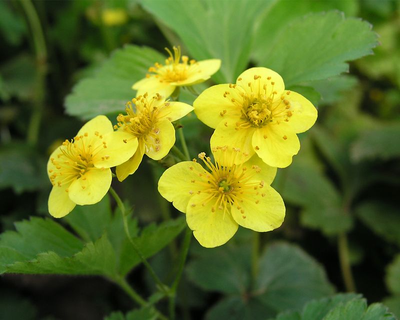 Barren Strawberry Adds Low Cover Barren Strawberry Adds Low Cover
