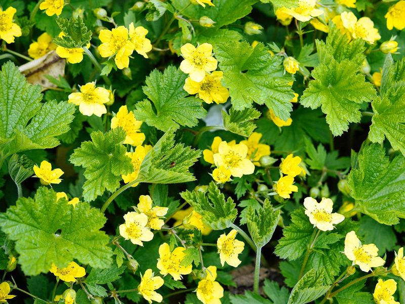 Barren Strawberry Covers Open Woodland Edges