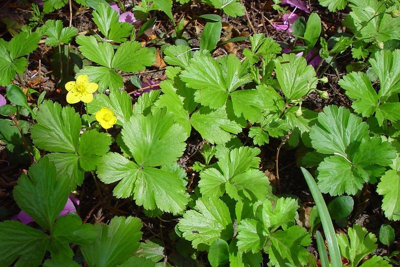 Barren Strawberry Covers Woodland Edges