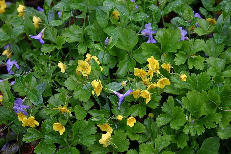 Barren Strawberry Covers Woodland Edges