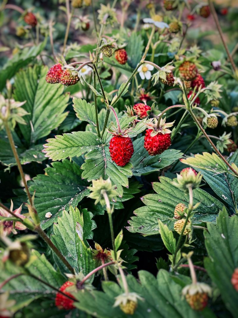 Barren Strawberry (Waldsteinia Fragarioides) Barren Strawberry (Waldsteinia Fragarioides)