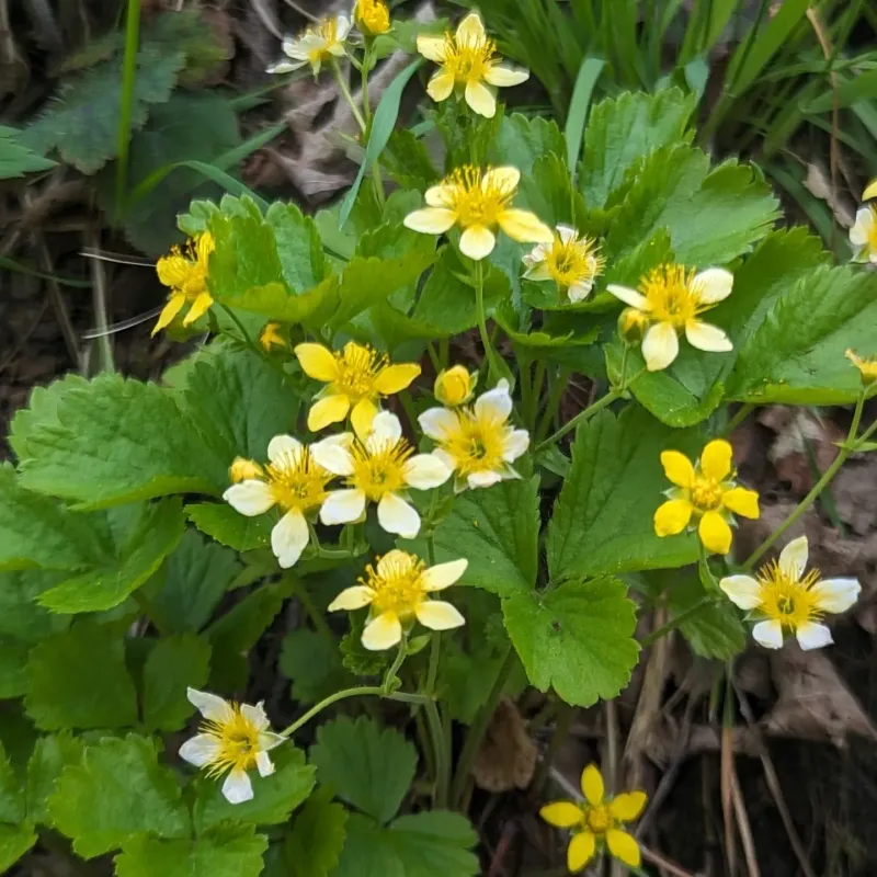Barren Strawberry Barren Strawberry