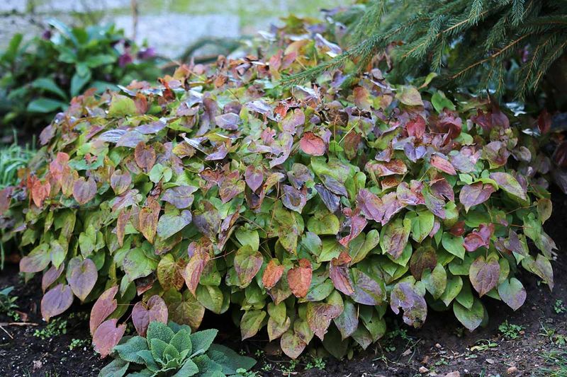Barrenwort Fills Dry Shade Without Getting Brushy