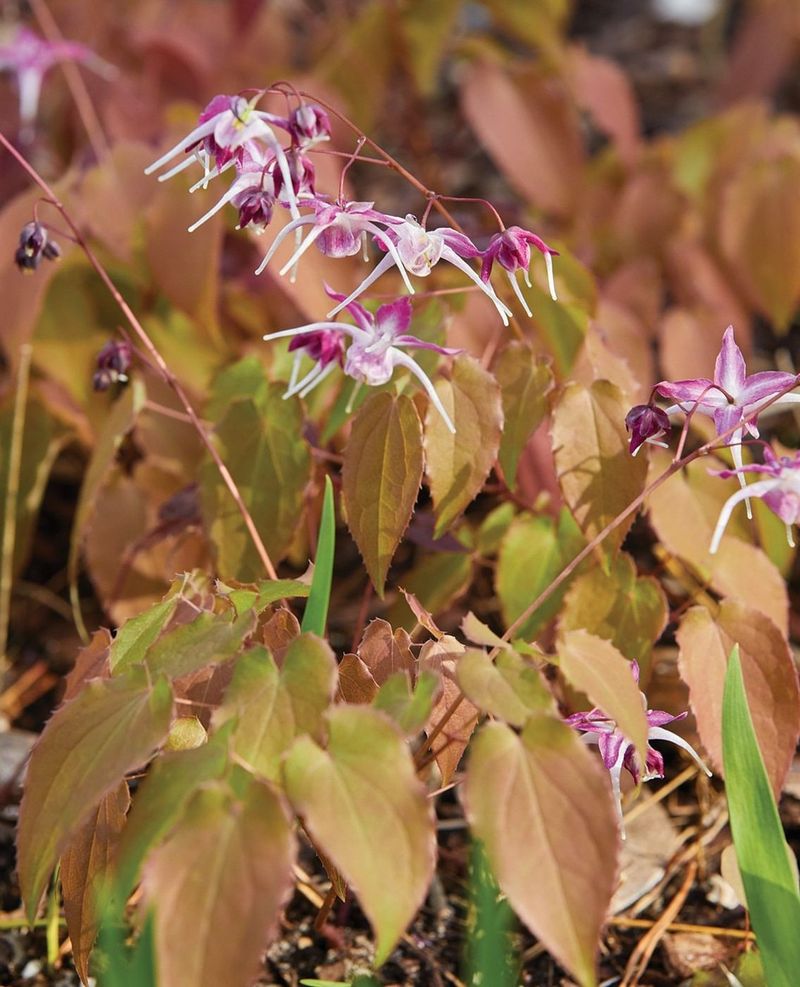 Barrenwort Handles Dry Shade