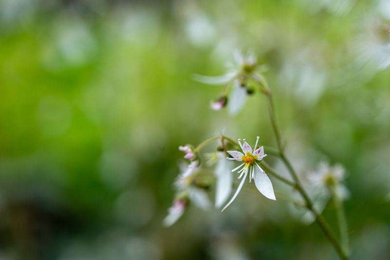 Barrenwort Barrenwort
