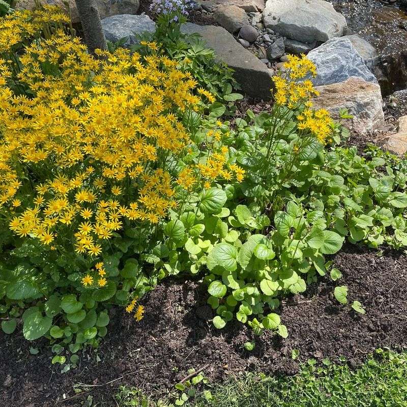Basal Leaves Cover Bare Ground