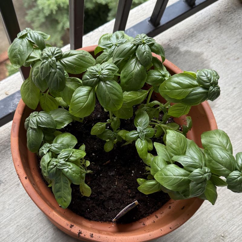 Basil