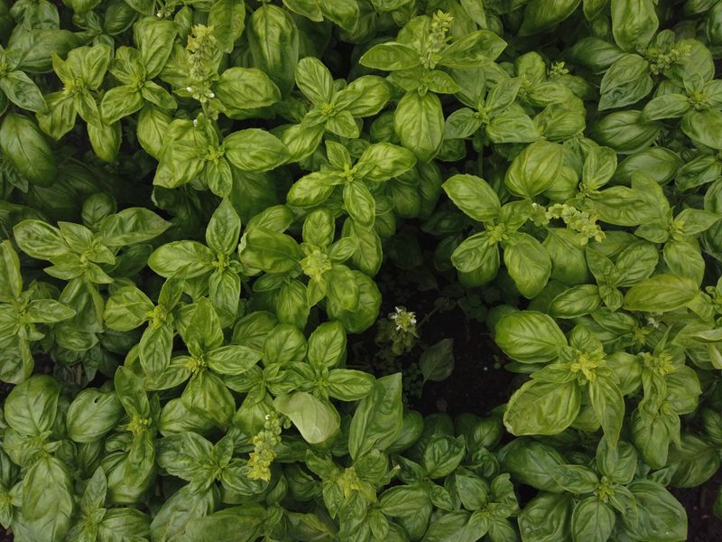 Basil Basil