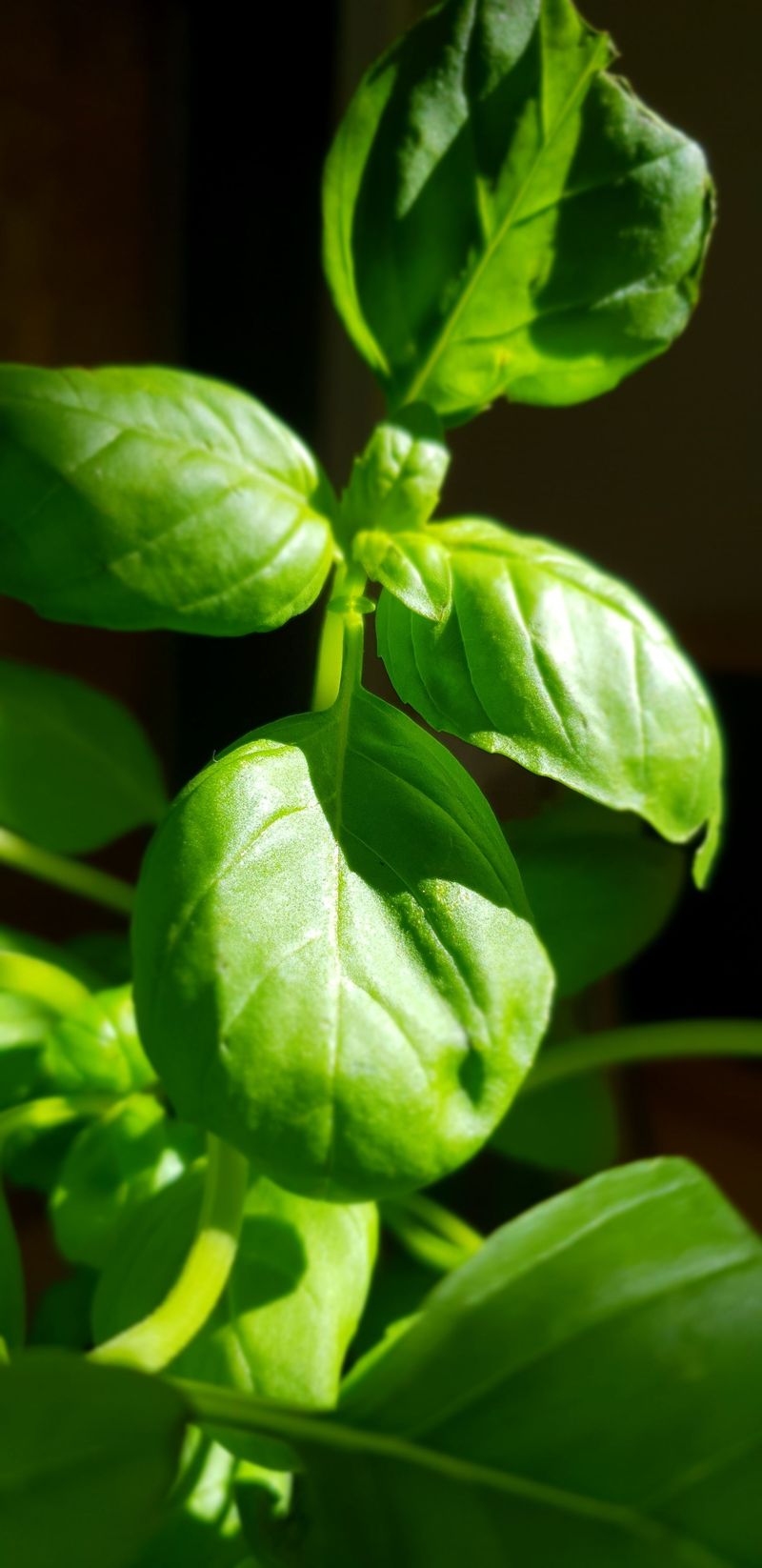 Basil Basil