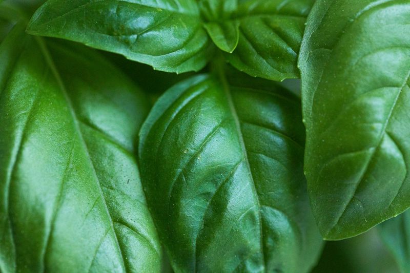 Basil Basil