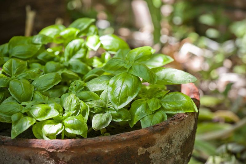 Basil Adds Scent Near Summer Seating Areas